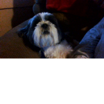 charlie bug