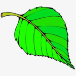 Leaf team Studios