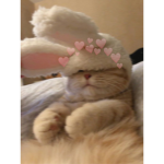 Softii Pengu YT