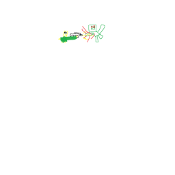 너구리부대