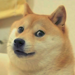 The doge/dog community