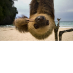 SLEEPING SLOTHS