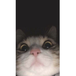 Brunooo no no