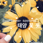 •Sunflower 태양 꽃 옷•