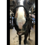 Horse_equestrians