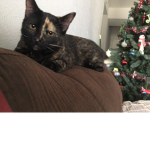 Reese’s cat group