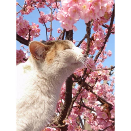 [SAKURA] Little Guy Community Hangout !!