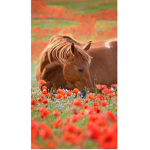 |~| Berry Blossom Stables |~|