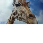 The real Giraffe squad