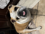 Blackpink English bulldogs