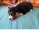 Pinky the dog!