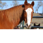 Horse rider gain