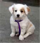 save animals help the fundraiser
