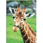 GIRAFFE PEOPLE.