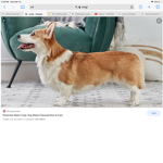 Corgi squad only corgi fans join