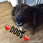 Doggy Care Center