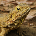 Lizard World