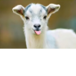 WINKY = SHEEP