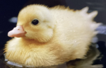 DUCKYSSSSSSS