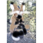 Furry group (NeW)