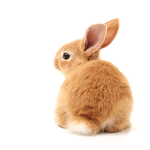 best bunnie group