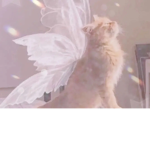 Cat Fairy Group!