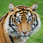 Tiger Season Group
