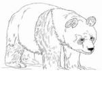 |~Aesthetic Pandas~|