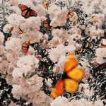 viridxyy_