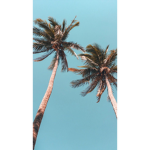 .palmz