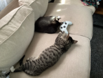 Thecatlovers8473