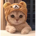 CATS ARE THE CUTEST!!!!!!!,