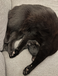 Cats Create 1