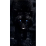 Wolf_Alex group