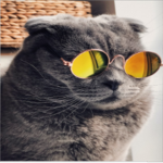 CatBest