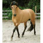 We love our horses