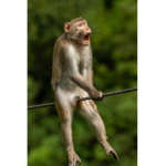 <Monkey>