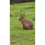 Gli animali capybara