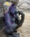 -The Monkey Masters-
