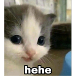 Hehe cat group