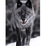 The AMAZING Wolf Squad