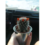The baby cactus