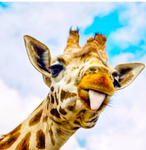 the GIRAFFE club!!!!