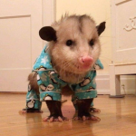 OPOSSUM SUPPORT :3
