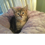 Niko cats are better than me