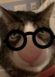 Cat grou p