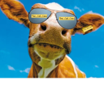 The_Cool_Cows