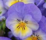 The Violet’s