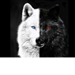 Dark wolves light wolves