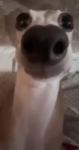 cheese4242